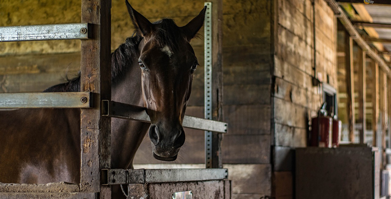 https://www.queensbury.net/horseback-riding-near-queensbury-ny/