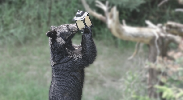 Black bear raiding a bird feeder